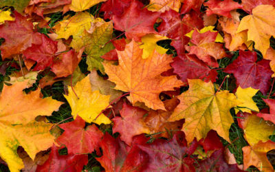 Autumn Colour Refresh